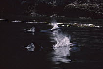 Orca (Orcinus orca) pair surfacing, Johnstone Straits, British Columbia, Canada