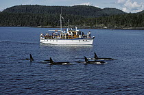 Orca (Orcinus orca) pod, watched by tourists from Stubbs Island charter boat, Johnstone Strait, northeast Vancouver Island, Canada