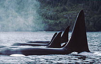 Orca (Orcinus orca) resident pod A-5 at rest, Johnstone Strait, British Columbia, Canada
