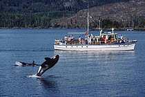 Orca (Orcinus orca) leaping, watched by tourists from Stubbs Island charter boat, Johnstone Strait, northeast Vancouver Island, Canada