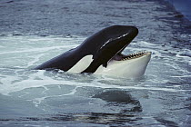 Orca (Orcinus orca) at water's surface with open mouth, Sea World, California