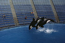 Orca (Orcinus orca) pair jumping, Sea World, San Diego, California