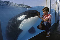 Orca (Orcinus orca) watched by boy, Sea World, San Diego, California