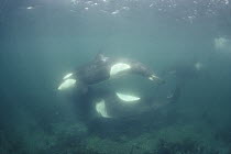 Orca (Orcinus orca) siblings from pod A-5 playing at rubbing beach, Johnston Strait, British Columbia, Canada