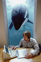 Orca (Orcinus orca) song listened to by John Ford, Vancouver Aquarium, British Columbia, Canada