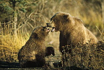 Grizzly Bear (Ursus arctos horribilis) mother and cub, Alaska