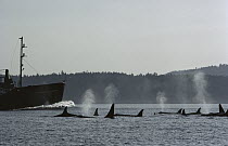 Orca (Orcinus orca) pod surfacing beside shipping tanker, British Columbia, Canada