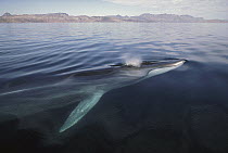 sFin Whale (Balaenoptera physalus) surfacing, Baja California, Mexico