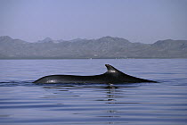 Fin Whale (Balaenoptera physalus) swimming at surface of Sea of Cortez, Baja California, Mexico