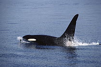 Orca (Orcinus orca) surfacing, Johnstone Strait, British Columbia, Canada