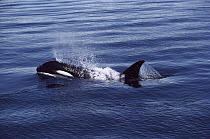 Orca (Orcinus orca) spouting as it surfaces, Alaska