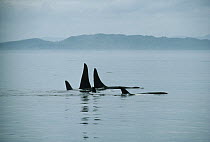 Orca (Orcinus orca) group surfacing, Johnstone Strait, British Columbia, Canada