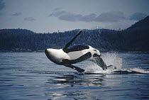 Orca (Orcinus orca) adult male named B-3 breaching, Johnstone Strait, British Columbia, Canada