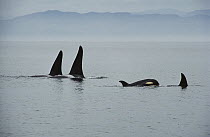 Orca (Orcinus orca) pod with calf, near Vancouver Island, British Columbia, Canada