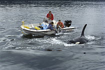 Orca (Orcinus orca) pair filmed for 'Island of the Whales' by Koji Nakamura and Jim Darling, Vancouver Island, British Columbia, Canada