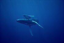 Humpback Whale (Megaptera novaeangliae) mother and calf, underwater, Hawaii