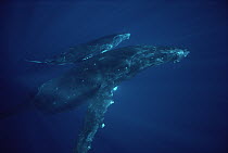 Humpback Whale (Megaptera novaeangliae) mother and calf off of the Kona coast, Hawaii