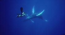 Humpback Whale (Megaptera novaeangliae) filmed by diver Chuck Nicklin, Maui