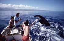 Tourists viewing Humpback Whales (Megaptera novaeangliae), Hawaii