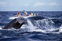 Researchers photographing Humpback Whale (Megaptera novaeangliae), Hawaii