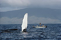 Humpback Whale (Megaptera novaeangliae) pectoral fin slapping, watched by Graeme Ellis and family, off of Hawaii