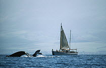 Humpback Whale (Megaptera novaeangliae) tails and sailboat with whale watching tour, Hawaii