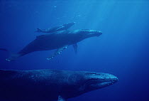Humpback Whale (Megaptera novaeangliae) mother and calf with male escort in foreground, Hawaii