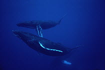 Humpback Whale (Megaptera novaeangliae) mother with calf, Hawaii