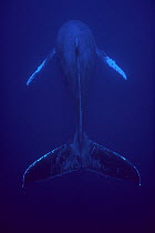 Humpback Whale (Megaptera novaeangliae) male singing, Kona coast, Hawaii