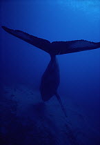 Humpback Whale (Megaptera novaeangliae) missing left pectoral, Hawaii