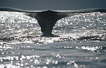 Humpback Whale (Megaptera novaeangliae) tail, Hawaii