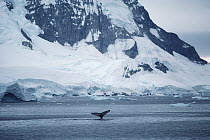 Humpback Whale (Megaptera novaeangliae) tail, Antarctica