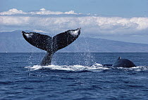 Humpback Whale (Megaptera novaeangliae) tail slap, Hawaii