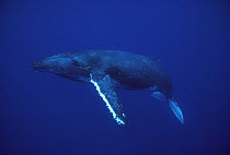 Humpback Whale (Megaptera novaeangliae), Kona coast, Hawaii