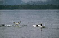 Researchers in boat observe and photograph Humpback Whale (Megaptera novaeangliae) tail, Alaska