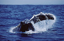 Humpback Whale (Megaptera novaeangliae) pectoral slap
