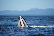 Humpback Whale (Megaptera novaeangliae) gulp feeding, Southeast Alaska