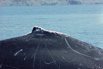 Humpback Whale (Megaptera novaeangliae) bloody dorsal fin, Hawaii