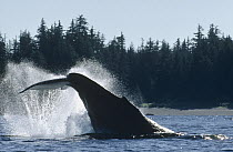Humpback Whale (Megaptera novaeangliae) tail slap, Alaska