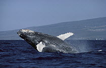 Humpback Whale (Megaptera novaeangliae) breaching, Kona coast, Hawaii