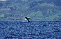 Humpback Whale (Megaptera novaeangliae) tail lob, Hawaii
