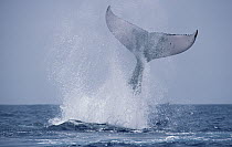 Humpback Whale (Megaptera novaeangliae) tail slap, Hawaii