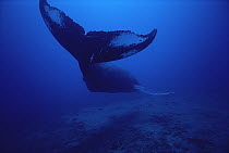 Humpback Whale (Megaptera novaeangliae) missing the left pectoral fin, underwater, Hawaii