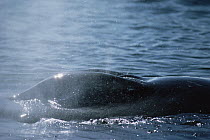 Humpback Whale (Megaptera novaeangliae) spout from blowhole, Hawaii