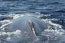 Humpback Whale (Megaptera novaeangliae) bloody dorsal fin