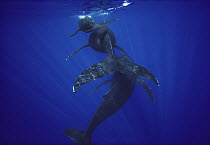 Humpback Whale (Megaptera novaeangliae) calf, mother, and male escort, Maui, Hawaii
