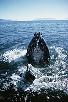 Humpback Whale (Megaptera novaeangliae) spyhopping, Southeast Alaska