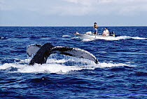 Researchers photographing Humpback Whale (Megaptera novaeangliae), Hawaii