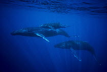 Humpback Whale (Megaptera novaeangliae) calf and escorts, underwater