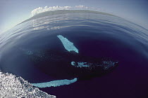 Humpback Whale (Megaptera novaeangliae) swimming upside down at surface, Hawaii